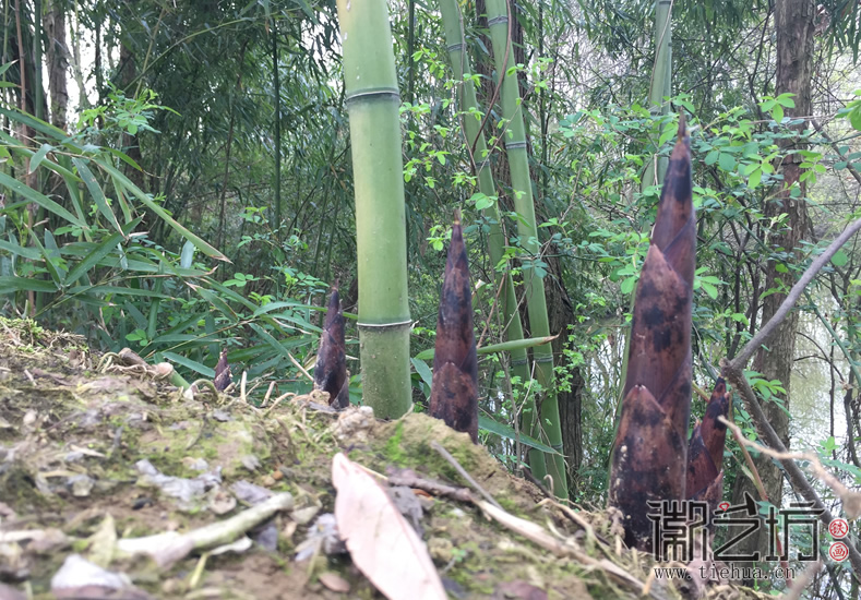 蕪湖鐵畫(huà)知行社南陵農(nóng)家采風(fēng) (16)