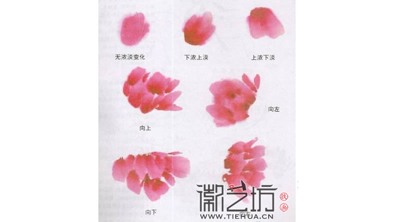 2017.3.30春雨綿綿話牡丹8